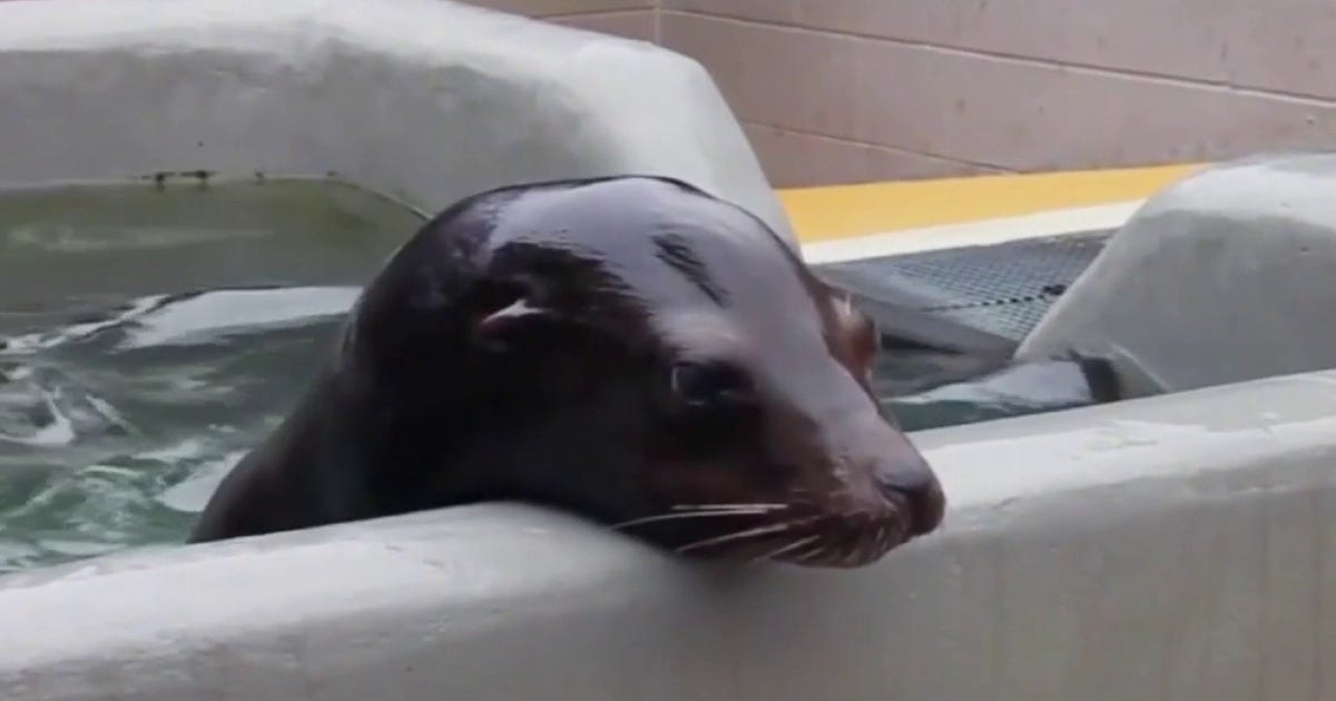 Sick marine mammals are washing ashore along California's coast at alarming rate
