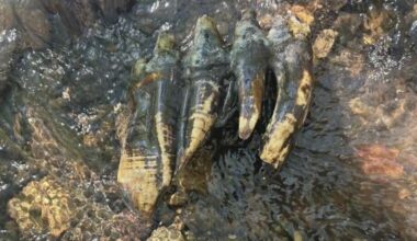 Researcher discovers mastodon molar along California's coastline