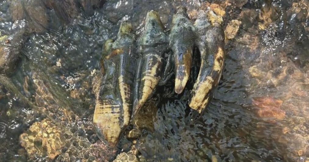Researcher discovers mastodon molar along California's coastline