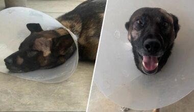 San Diego sheriff’s K-9 recovering after being stabbed by burglary suspect – NBC 7 San Diego