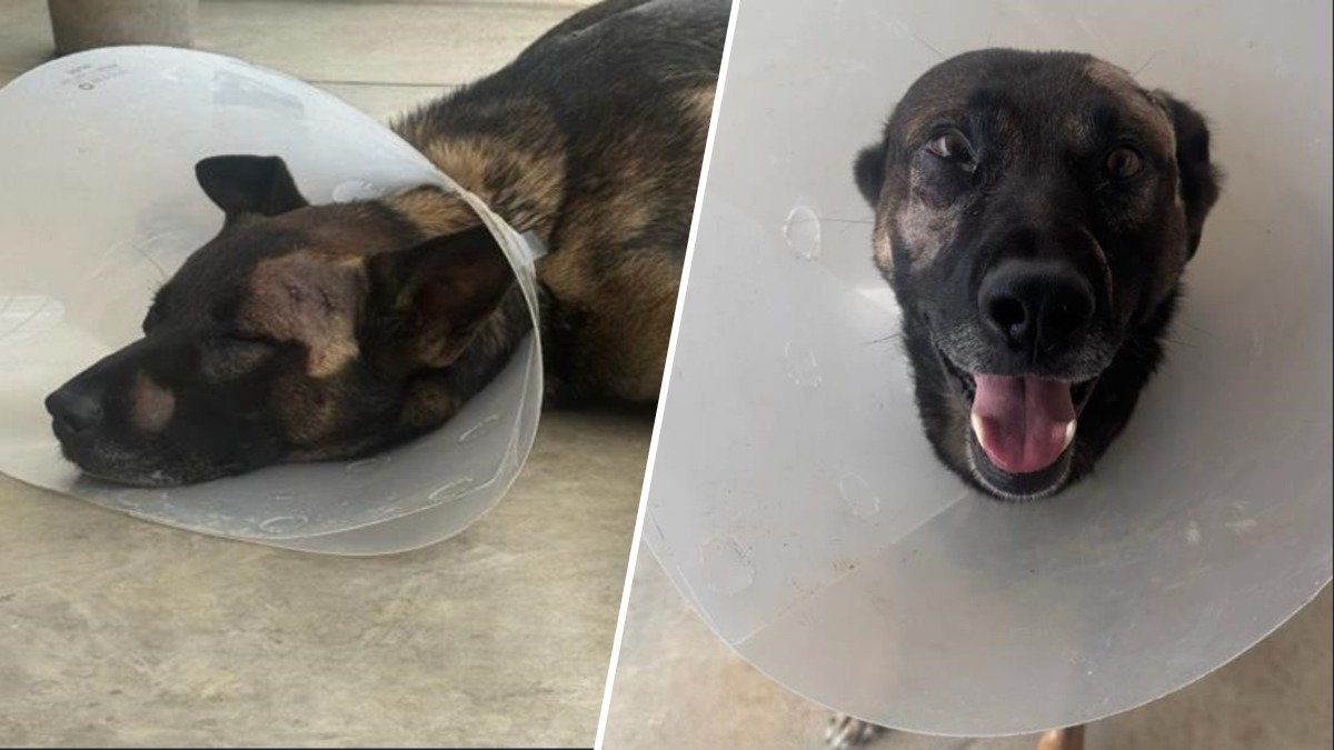 San Diego sheriff’s K-9 recovering after being stabbed by burglary suspect – NBC 7 San Diego