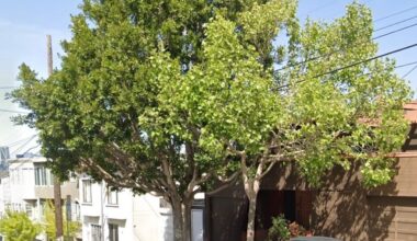 S.F. tree appeals to face vote after Potrero sycamore saved