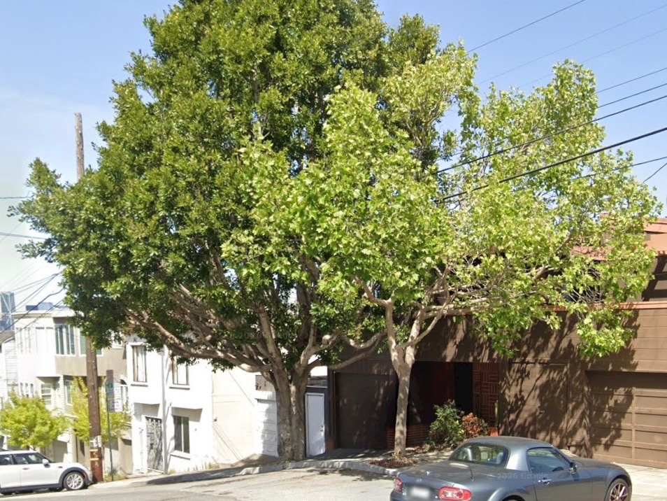 S.F. tree appeals to face vote after Potrero sycamore saved