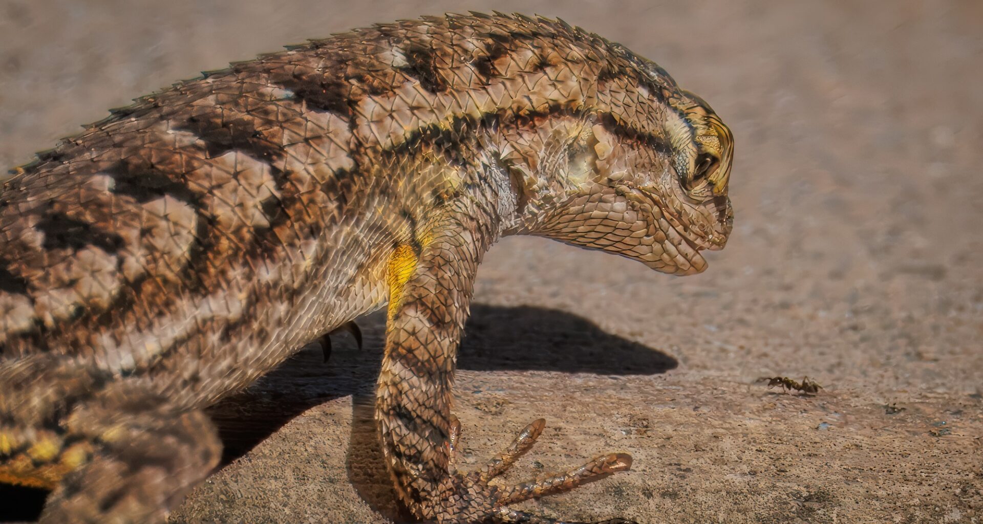 Outdoors: A new doorman for Mt. Hoo – a western fence lizard – San Diego Union-Tribune
