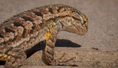 Outdoors: A new doorman for Mt. Hoo – a western fence lizard – San Diego Union-Tribune
