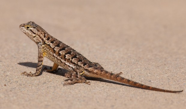 The western fence lizard. (Ernie Cowan)