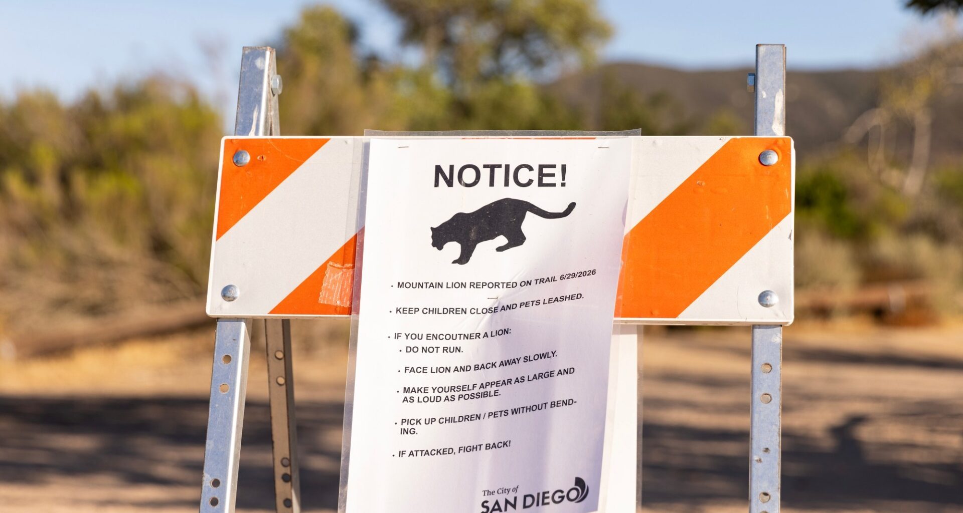 Mountain lion fatally struck by vehicle near Mission Trails