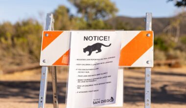 Mountain lion fatally struck by vehicle near Mission Trails