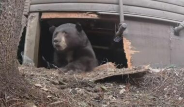 Bear calls rise around Lake Tahoe as California, Nevada take different approaches