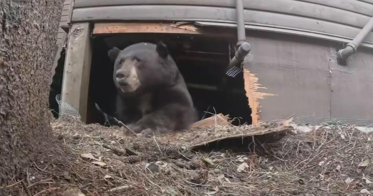 Bear calls rise around Lake Tahoe as California, Nevada take different approaches