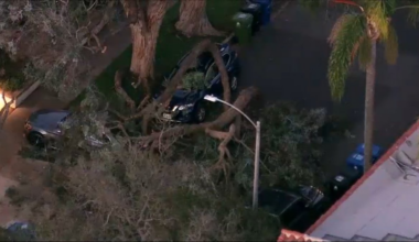 Several cars damaged after tree branches fall in Fairfax – NBC Los Angeles
