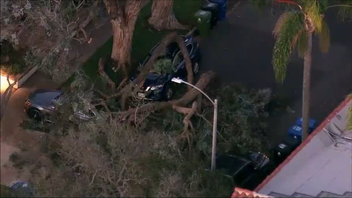 Several cars damaged after tree branches fall in Fairfax – NBC Los Angeles