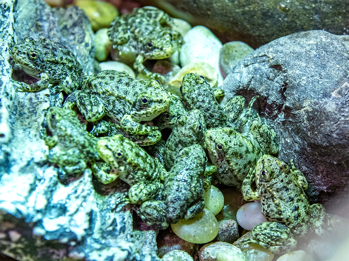 A California frog is on the brink of extinction. Long Beach's aquarium has a plan to save it • Long Beach Post News