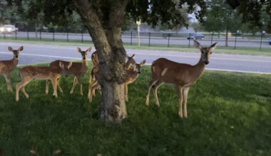 Deer survey launched for Oakland County residents as culling debate continues