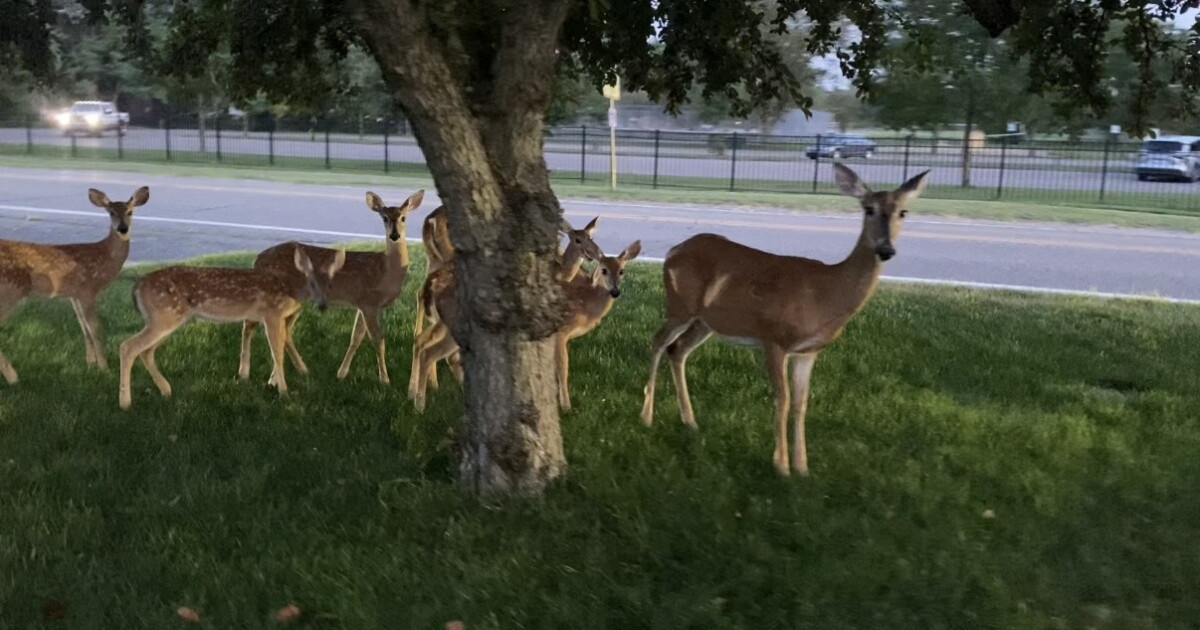 Deer survey launched for Oakland County residents as culling debate continues