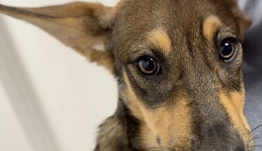 Roo the German Shepherd mix is up for adoption in Bakersfield