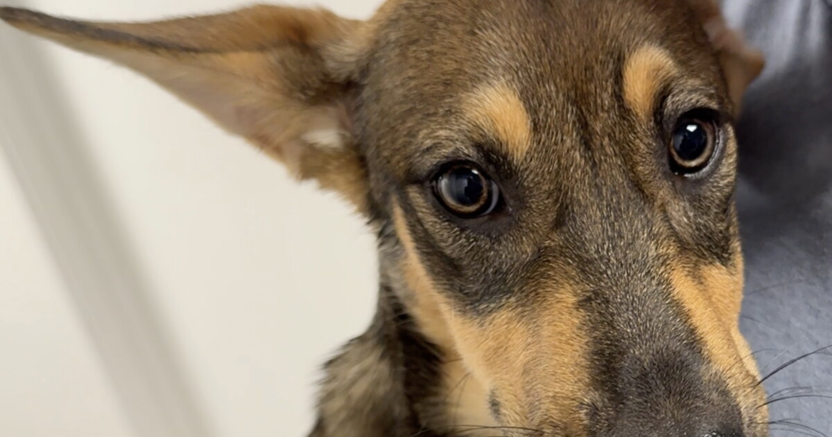 Roo the German Shepherd mix is up for adoption in Bakersfield