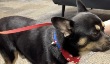 Wag Wednesday: Meet Bobert, a Frenchie mix up for adoption in Kern County