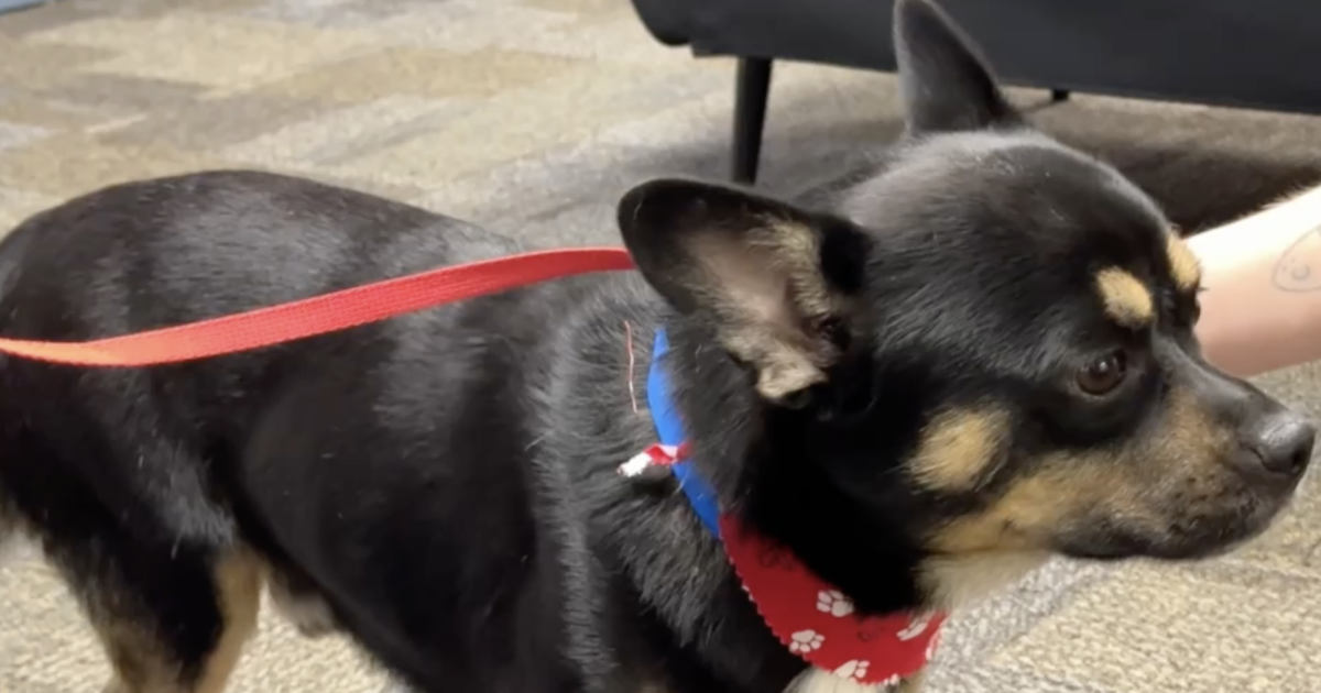 Wag Wednesday: Meet Bobert, a Frenchie mix up for adoption in Kern County