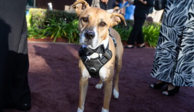 San Diego Humane Society to host 40th Annual Fur Ball next month
