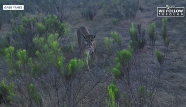 Mountain lion stalks runner at Mission Trails Regional Park amid sightings