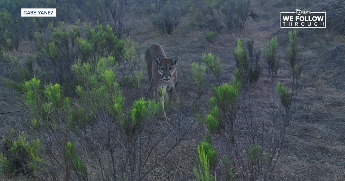 Mountain lion stalks runner at Mission Trails Regional Park amid sightings