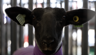 Wasco FFA students showcase animals, life skills at Kern County Fair