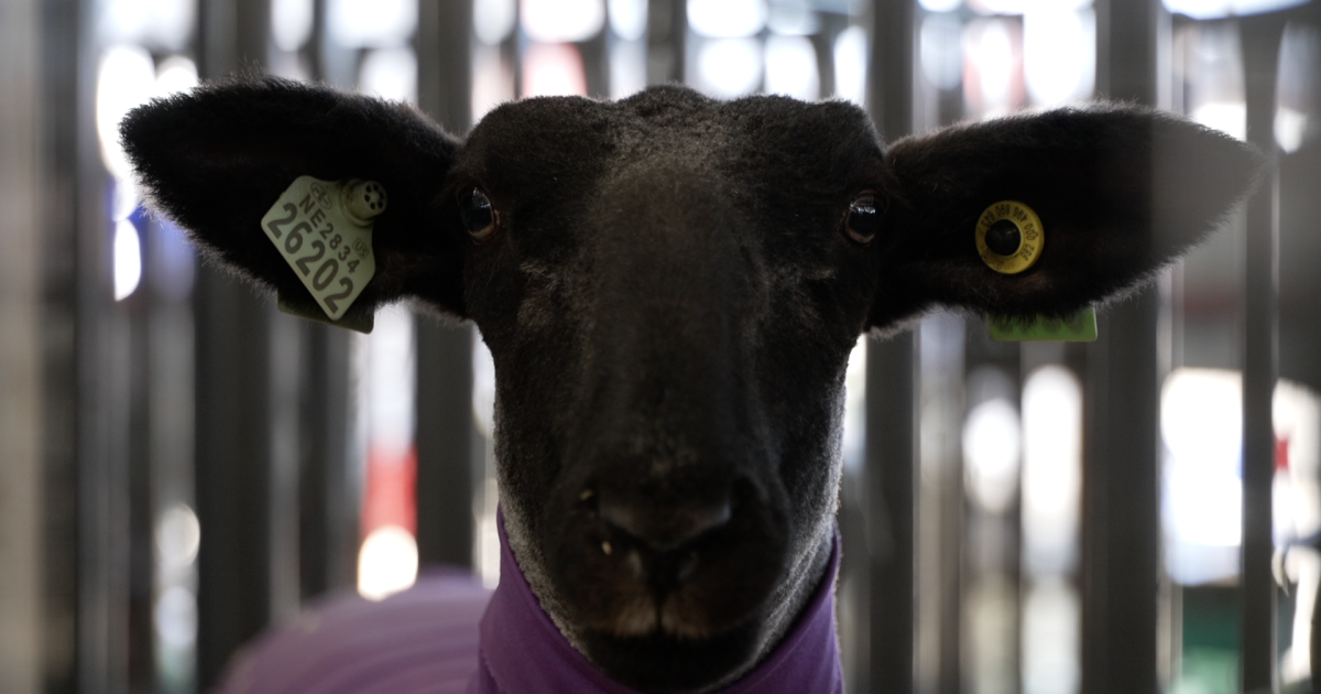 Wasco FFA students showcase animals, life skills at Kern County Fair