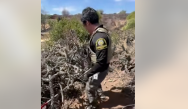 Animal officers rescue dog trapped in Bonita cactus patch