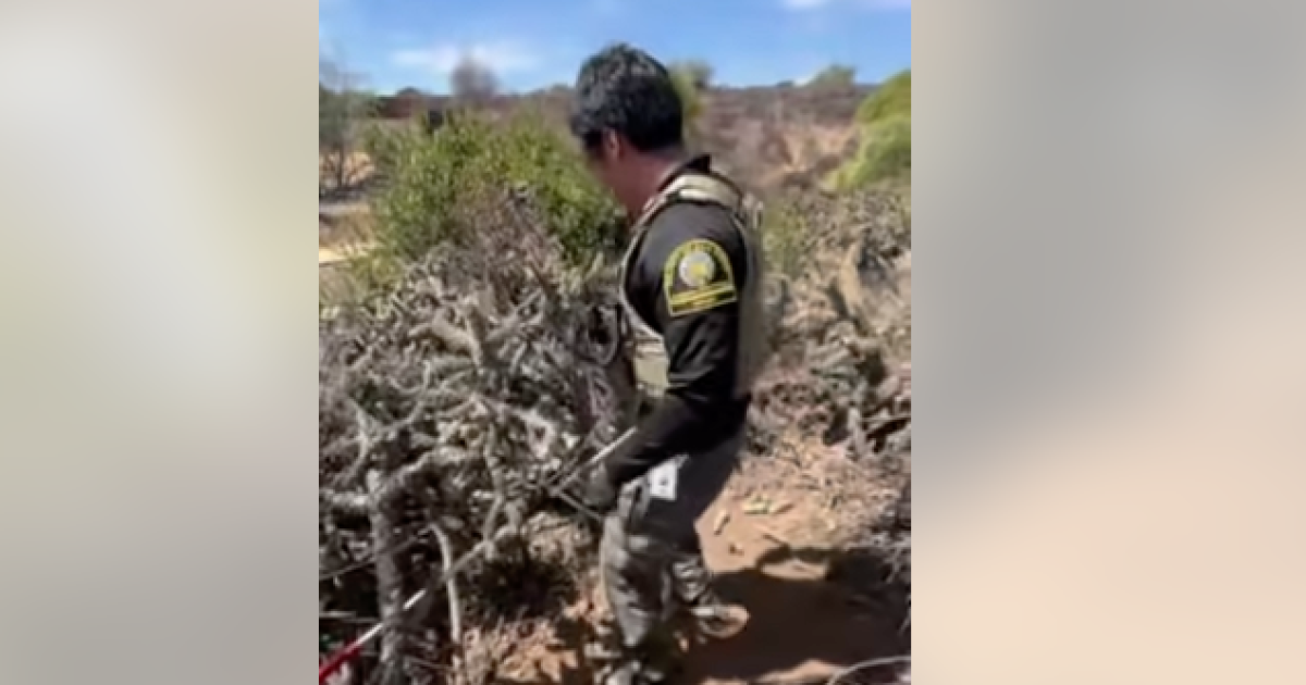 Animal officers rescue dog trapped in Bonita cactus patch