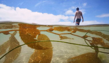 California greenlights massive kelp farm off southern coast