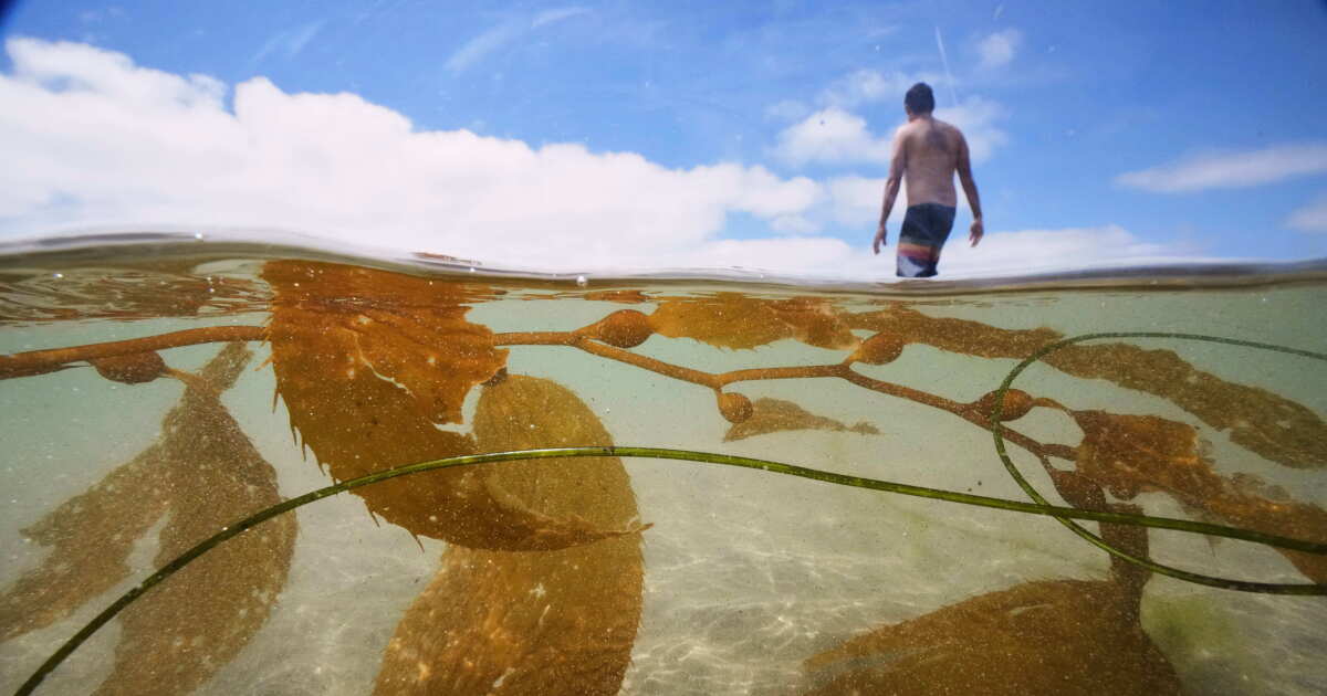 California greenlights massive kelp farm off southern coast