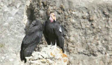 4 California condors from captive breeding program will be released into the Arizona-Utah flock