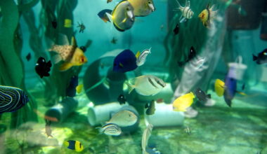 Aquarium of the Pacific scrambled to save hundreds of sea creatures after massive smuggling busts
