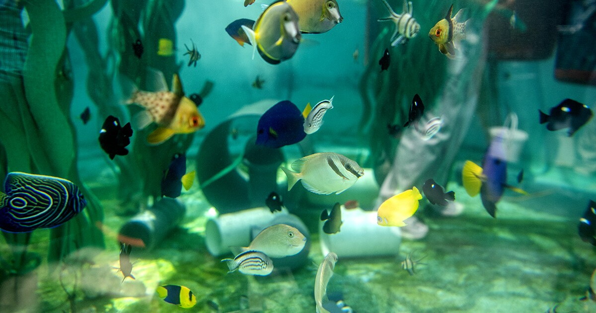 Aquarium of the Pacific scrambled to save hundreds of sea creatures after massive smuggling busts