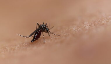 Mosquito-borne illness is surging in Long Beach. We asked experts why and how to protect yourself