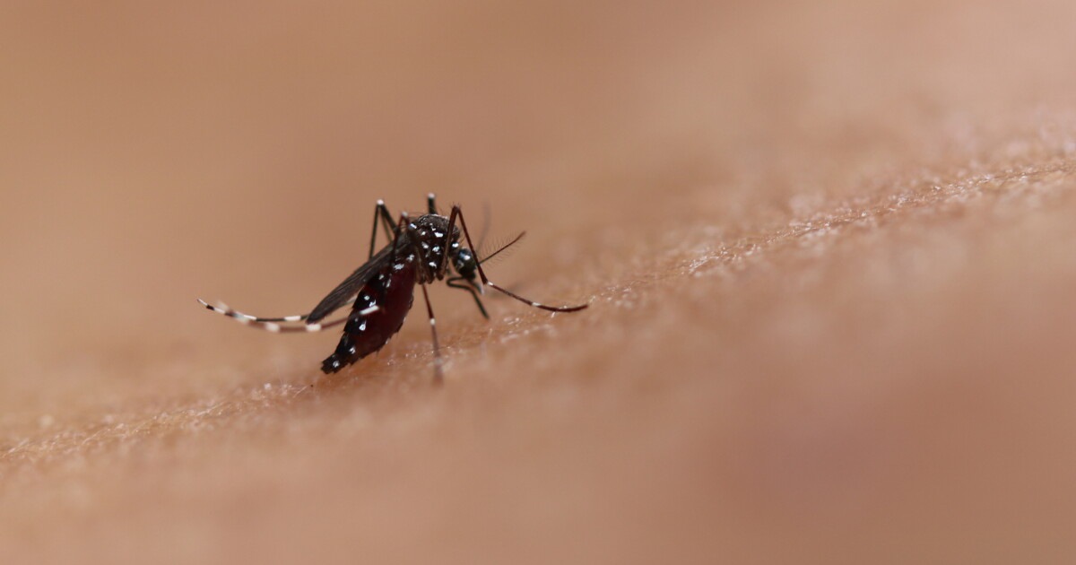 Mosquito-borne illness is surging in Long Beach. We asked experts why and how to protect yourself