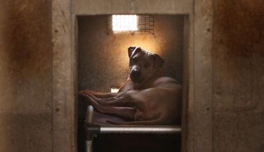 Newsom signs bill to help abused dogs and cats avoid long kennel stays
