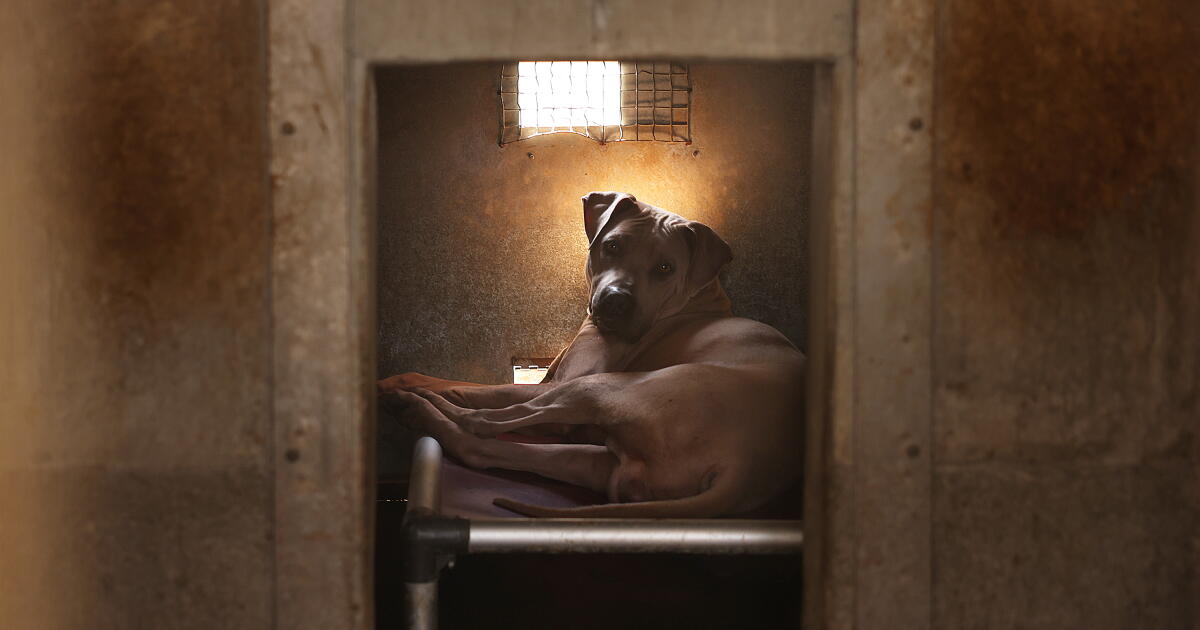 Newsom signs bill to help abused dogs and cats avoid long kennel stays