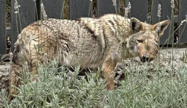 Shooting of beloved Studio City coyote 'Wendy' sparks hunt for justice