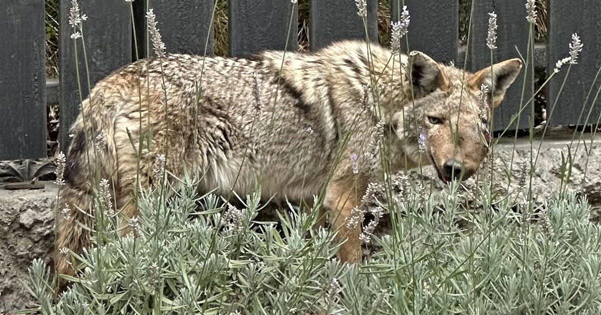 Shooting of beloved Studio City coyote 'Wendy' sparks hunt for justice