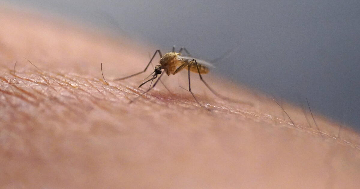 Column: Mosquitoes are making Los Angeles summers a living hell