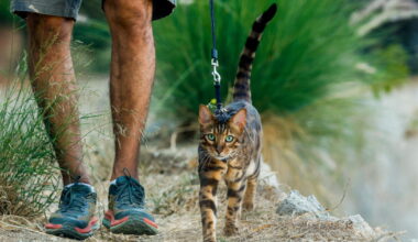 Want to walk your cat in Los Angeles? Here's how to keep them safe