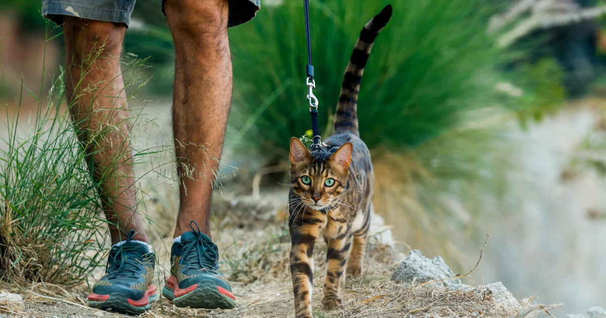 Want to walk your cat in Los Angeles? Here's how to keep them safe