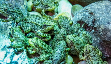 Long Beach aquarium is saving California frog is on the brink of extinction