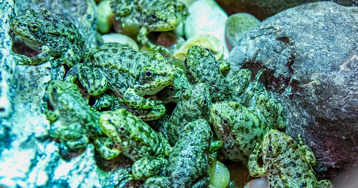 Long Beach aquarium is saving California frog is on the brink of extinction