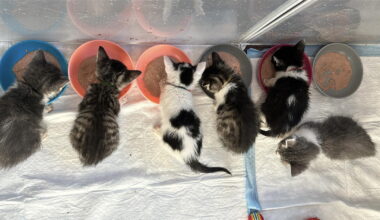 A relentless ‘kitten season’ has O.C. animal rescues scrambling for fosters and funds