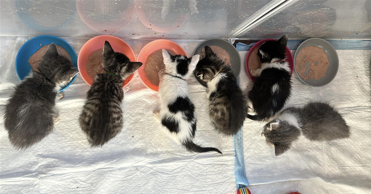 A relentless ‘kitten season’ has O.C. animal rescues scrambling for fosters and funds