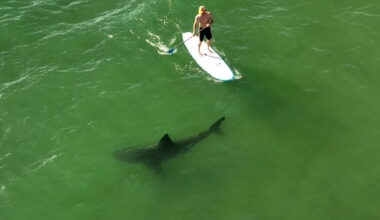Contributor: Learning to coexist with Southern California’s white sharks