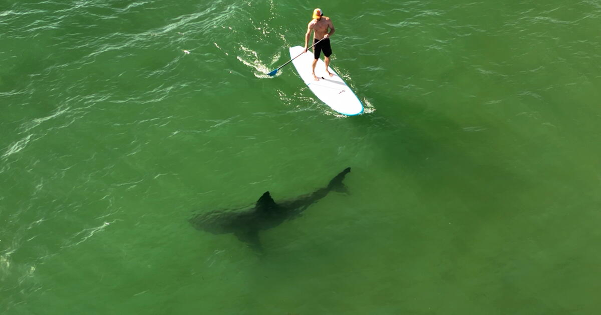 Contributor: Learning to coexist with Southern California’s white sharks